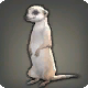 meerkat